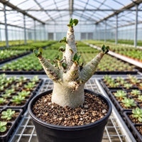 A potted succulent plant with multiple small leaves growing on it, situated in a greenhouse filled with other potted plants.