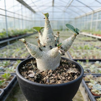 A potted succulent plant with multiple small leaves, situated in a greenhouse-like environment with rows of similar plants in the background.