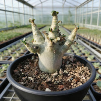 A potted succulent plant with long, thin leaves and a thick, white stem is displayed in a greenhouse.