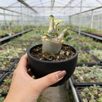 A hand holding a potted plant with green leaves and a small stem in a greenhouse filled with other potted plants.