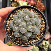 A hand is holding a small potted plant with a cluster of small, green leaves arranged in a circular pattern.