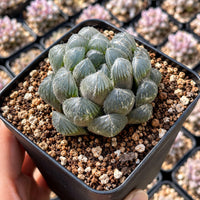 A hand is holding a potted succulent plant with a cluster of small, spiky leaves.