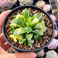 A hand is holding a small potted plant with green leaves and a mix of soil and small white pebbles.