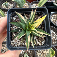 A person's hand is holding a small potted succulent plant with green and yellow leaves.