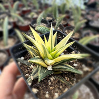 A hand is holding a small potted plant with yellow and green leaves, surrounded by other potted plants in the background.