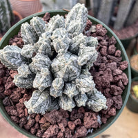 A hand is holding a potted cactus plant with a mix of small rocks and a white, fuzzy surface.