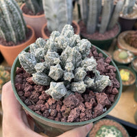 A hand is holding a potted cactus plant with a mix of green and brown soil, surrounded by other potted cacti in various sizes and shapes.