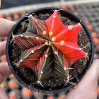 A close-up image of a cactus plant in a black pot, with its distinctive red and green spines and a star-like shape.