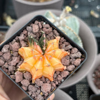 A hand is holding a small cactus plant in a black pot filled with small rocks.
