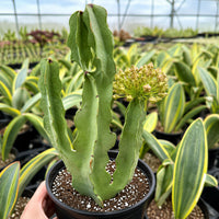 A hand is holding a potted cactus plant with a yellow flower blooming on it, surrounded by other potted plants in a greenhouse-like setting.