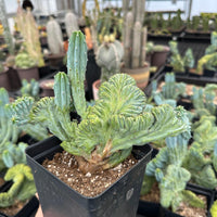 A hand holding a potted cactus plant with a large, frilly green leaf. The background is filled with various potted cacti plants, creating a lush, green environment.