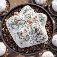 a close-up view of a white, spiky cactus plant in a black pot, surrounded by other similar plants.