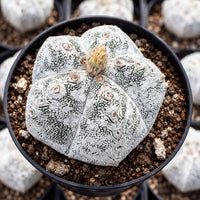 A close-up image of a white, spotted cactus plant in a black pot, surrounded by soil and rocks.