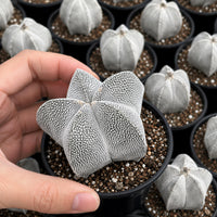 A hand is holding a small cactus plant in a black pot, surrounded by other similar cactus plants in black pots.