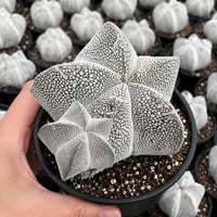 A hand is holding a small cactus plant in a black pot, surrounded by other similar cacti in the background.