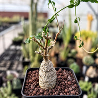 A small potted succulent plant with a textured, spiny stem and leaves sits in a black pot filled with small rocks, surrounded by other potted plants in a greenhouse-like setting.
