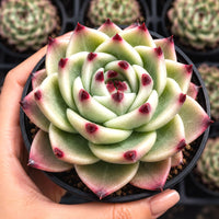 A hand is holding a potted succulent plant with a unique, intricate shape and red accents.