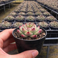 A hand is holding a small potted succulent plant with a vibrant green and pink coloration.