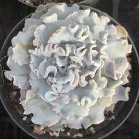 a close-up view of a potted succulent plant with large, delicate, and intricate white, green, and pink flowers.