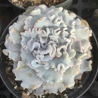 a close-up view of a potted succulent plant with large, white, feathery leaves.