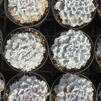 a collection of potted succulent plants arranged in rows, with each plant having a large, fluffy, white flower-like growth.