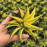 Rare Succulents - Haworthia variegated Limifolia (3.5")