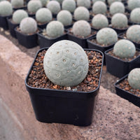 a collection of small cacti or succulents in black pots, arranged in rows on a ledge or surface.