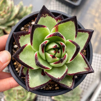 A hand is holding a potted succulent plant with a striking green and red color pattern.
