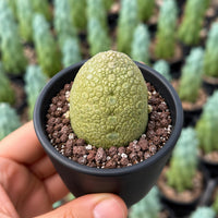 A hand is holding a small potted cactus with a textured green surface, surrounded by other potted cacti in the background.
