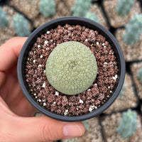 A hand is holding a small green cactus in a black pot filled with soil and rocks.