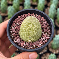 A hand is holding a small green cactus plant in a black pot filled with soil and rocks.