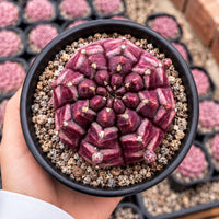 A hand is holding a black pot containing a cactus plant with a unique, star-like shape.