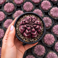 A hand holding a small cactus plant in a black pot, with a background of similar cacti.