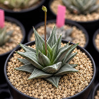 A close-up image of a cactus plant with a green stem and spiky leaves, placed in a black pot filled with small pebbles or gravel.