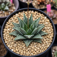 A small cactus plant with a green stem and pointed leaves is displayed in a black pot filled with small pebbles or gravel.