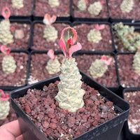 a potted succulent plant with a unique, multi-layered growth pattern, surrounded by other similar potted plants.