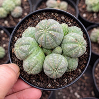 A hand is holding a black pot containing a cluster of small, green cacti with a textured, spiny appearance.