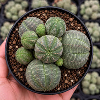 A hand is holding a black pot containing a group of small, round cacti with green, spiny exteriors.