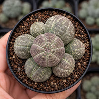 A hand is holding a small cactus plant in a black pot, with the plant's green, striped leaves visible.