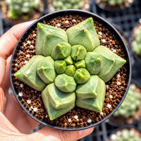 A hand is holding a potted succulent plant with a star-shaped growth pattern.