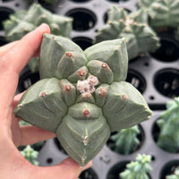 A hand is holding a cactus plant with a large, spiky green flower in the center.