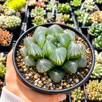 A hand is holding a potted succulent plant with green, spiky leaves and a black pot filled with soil and small white pebbles.