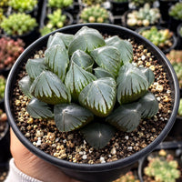 A hand is holding a potted succulent plant with green, spiky leaves.