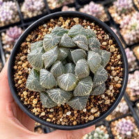 A hand is holding a potted succulent plant with a mix of small green leaves and brown soil.