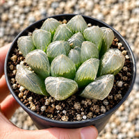 A hand is holding a small potted cactus plant with numerous small, pointed leaves arranged in a circular pattern.