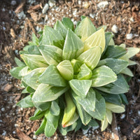 Rare Succulents - Haworthia Variegated Heidelbergensis Single Stem (2")