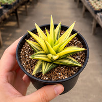 A hand is holding a small potted succulent plant with yellow and green leaves, in front of a greenhouse filled with rows of similar potted plants.