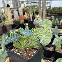 A hand is holding a potted cactus plant with a large, fan-shaped leaf in a greenhouse filled with various potted cacti plants.