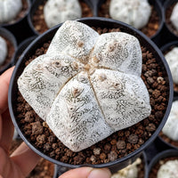 A hand is holding a black pot containing a white, spiky cactus plant with a textured surface.
