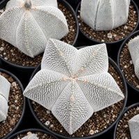 a close-up view of several white, star-shaped cacti in black pots, arranged in a circular pattern.